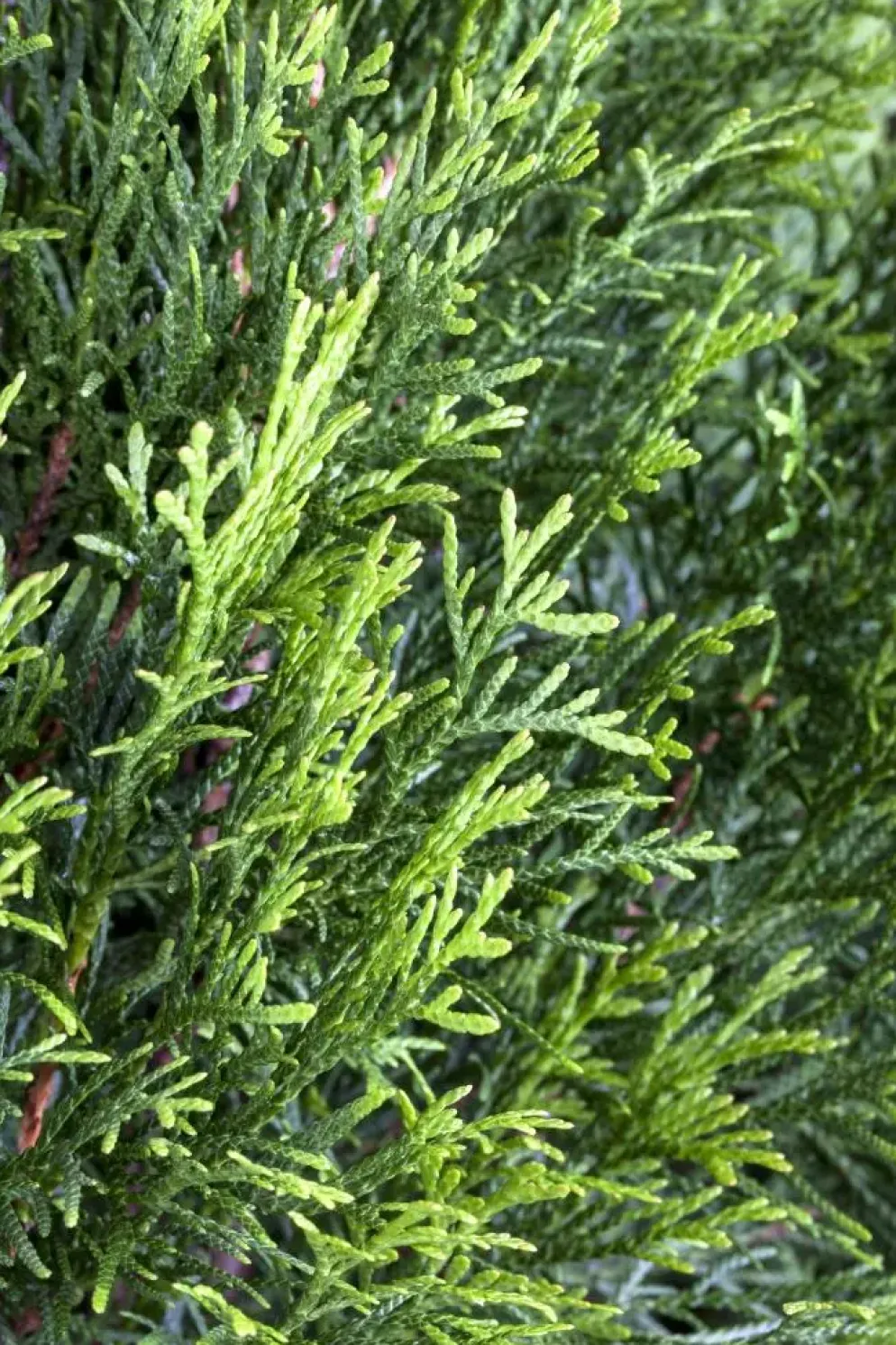 Thuja occidentalis 'Smaragd' (Westerse levensboom 'Smaragd')
