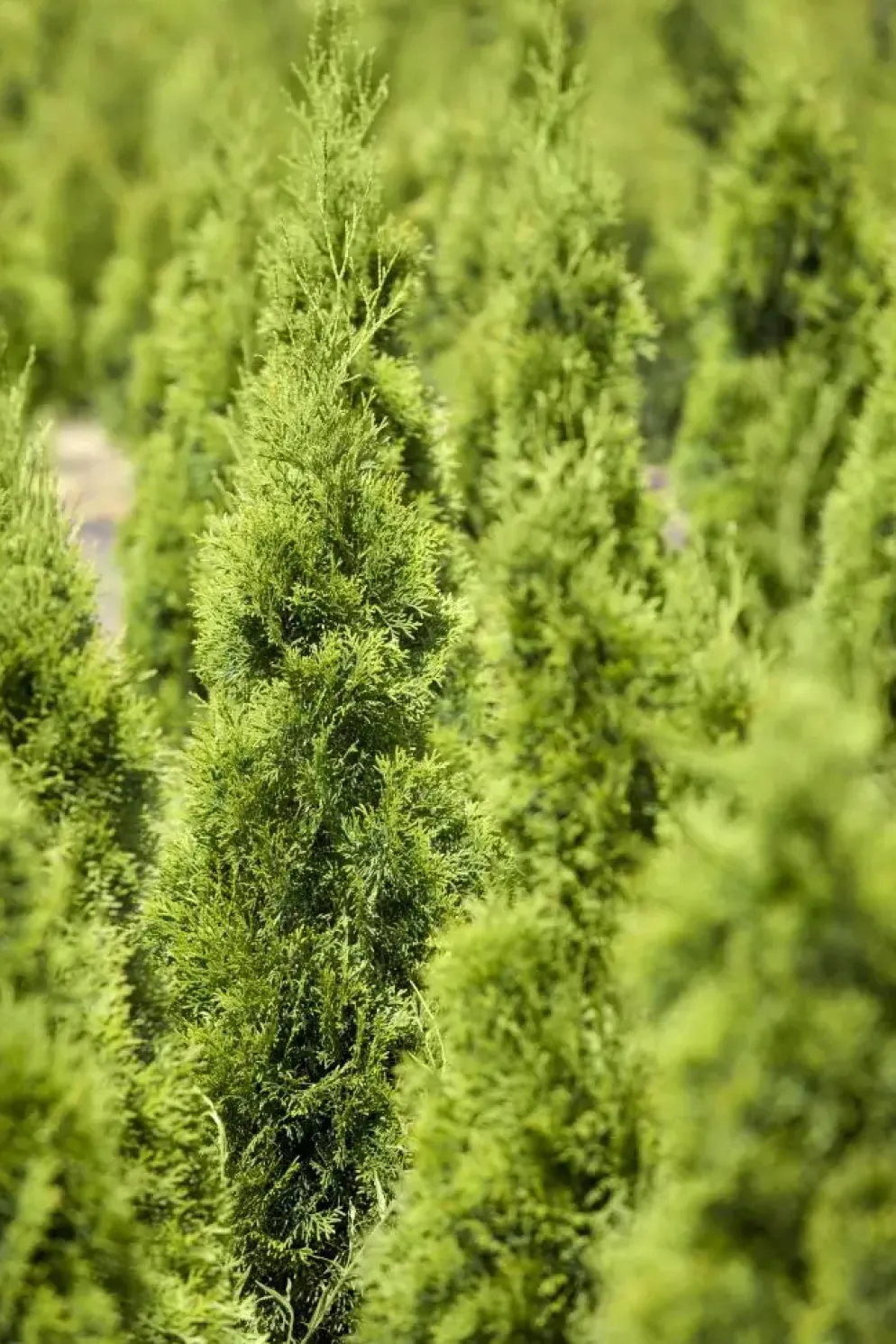 Thuja occidentalis 'Smaragd' (Westerse levensboom 'Smaragd')