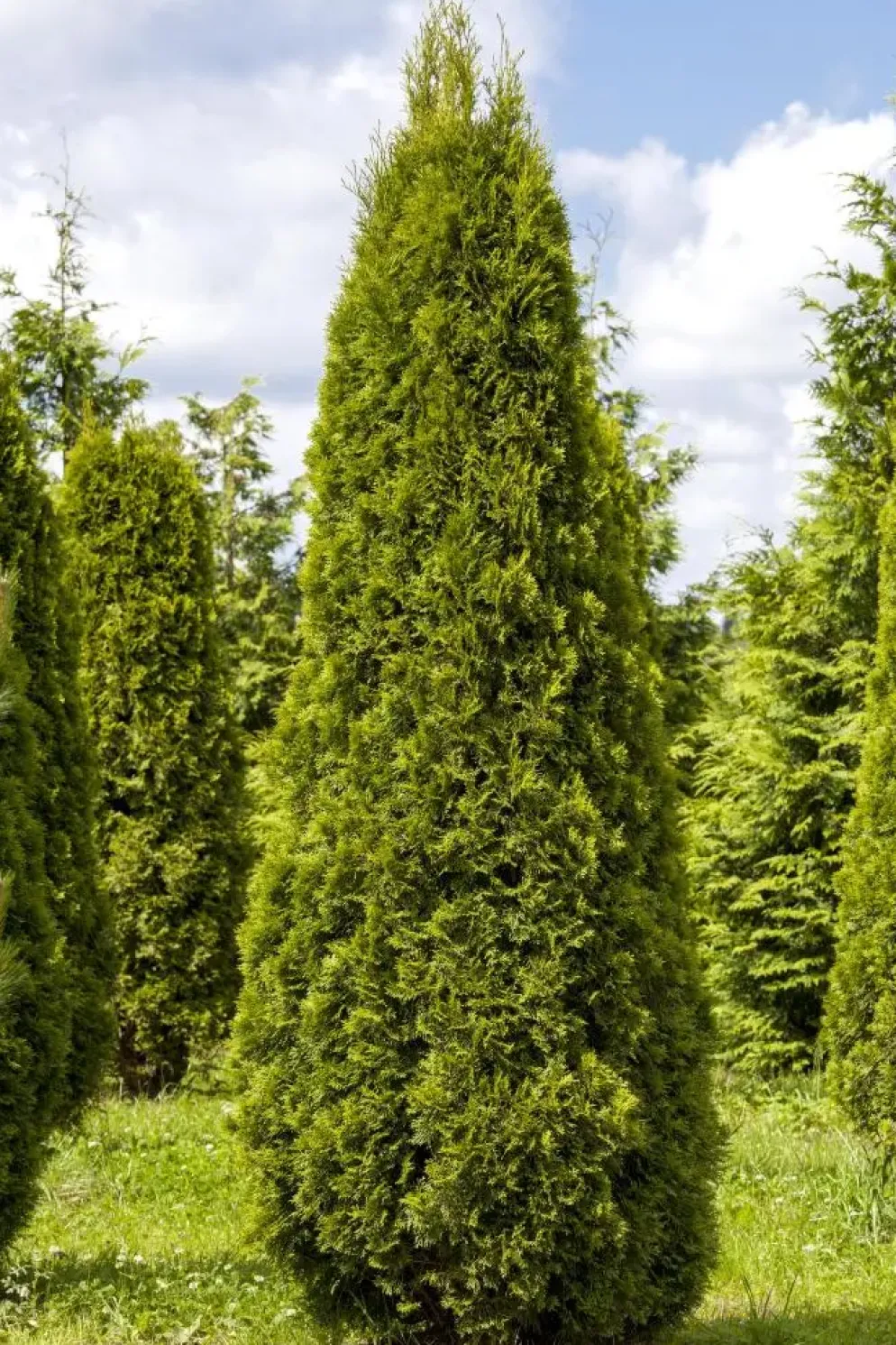 Thuja occidentalis 'Smaragd' (Westerse levensboom 'Smaragd')