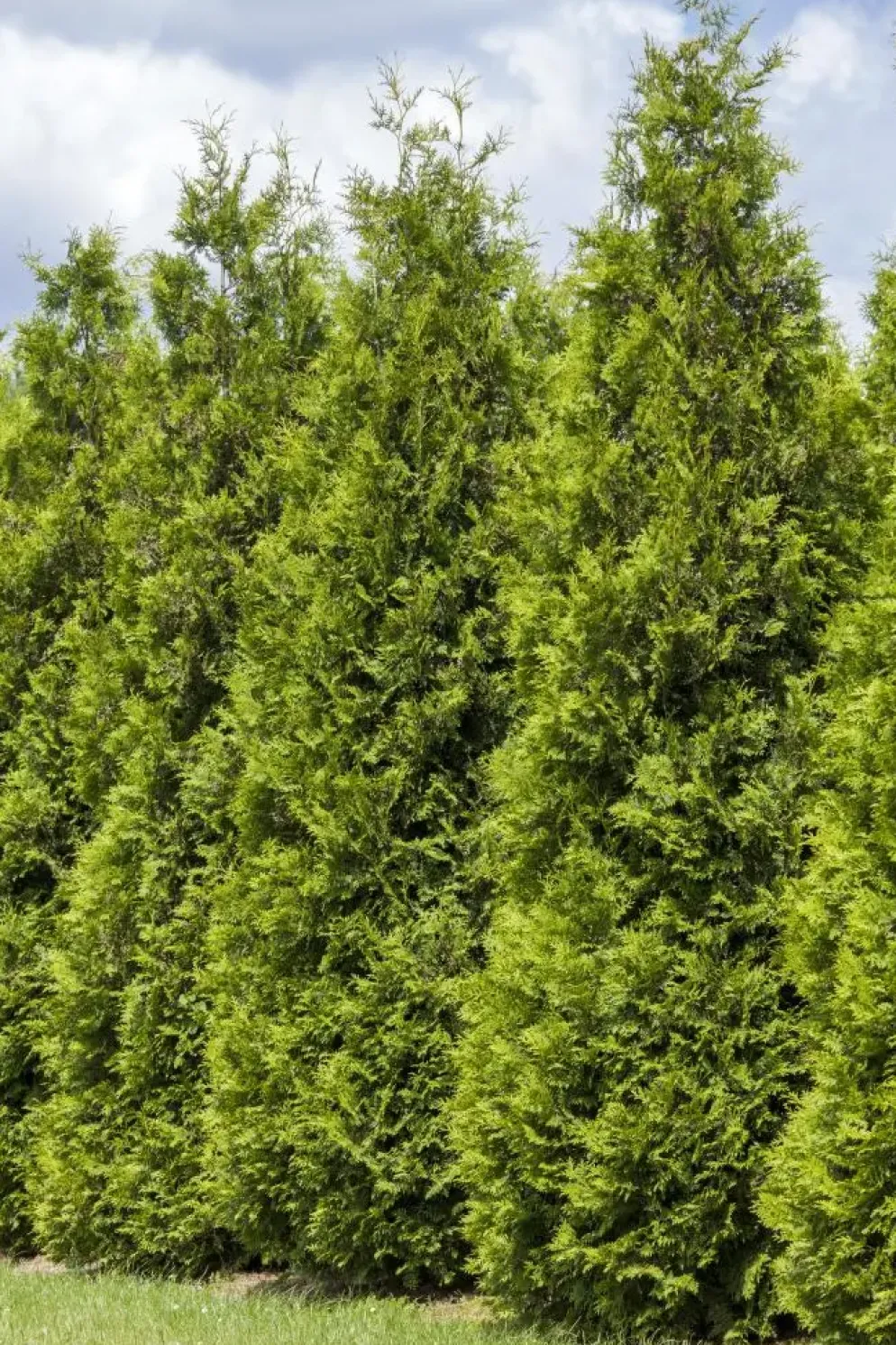 Thuja occidentalis 'Smaragd' (Westerse levensboom 'Smaragd')