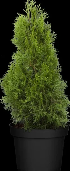 Thuja occidentalis 'Smaragd' (Westerse levensboom 'Smaragd')
