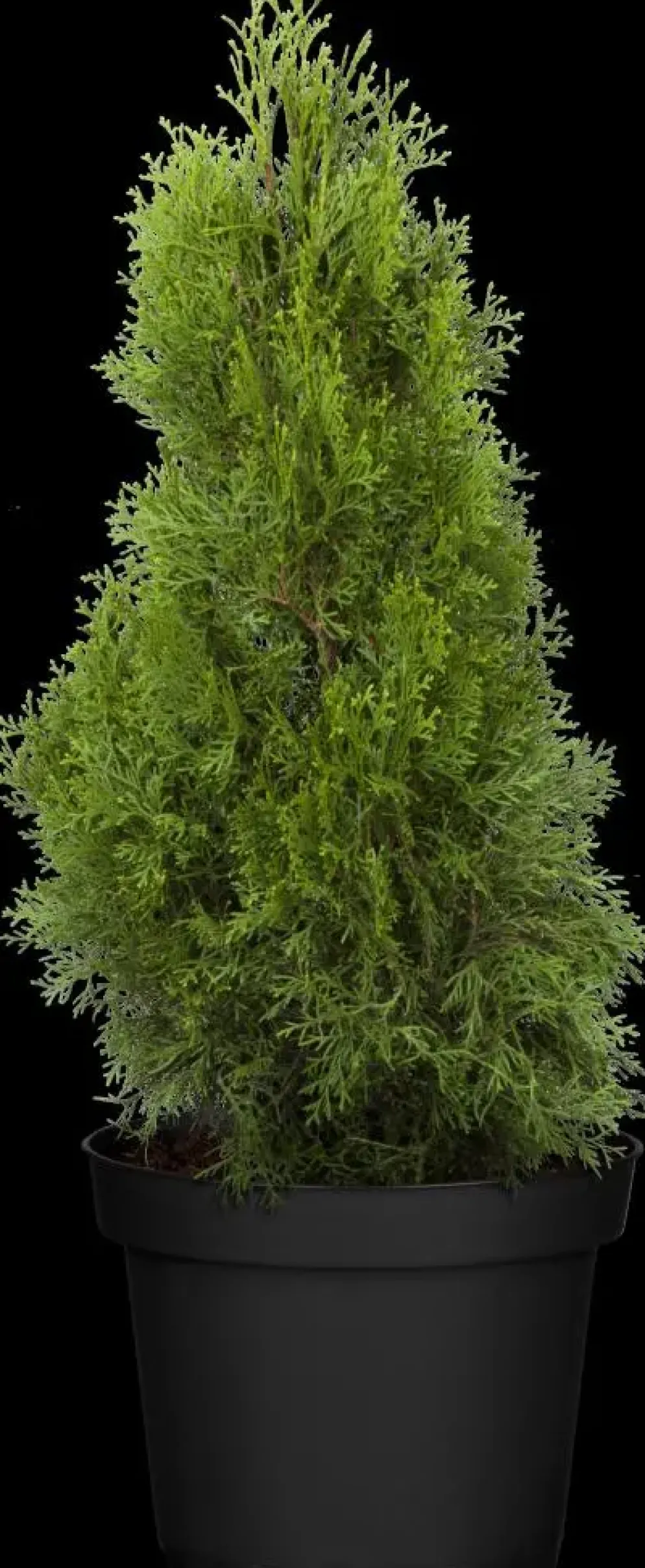 Thuja occidentalis 'Smaragd' (Westerse levensboom 'Smaragd')