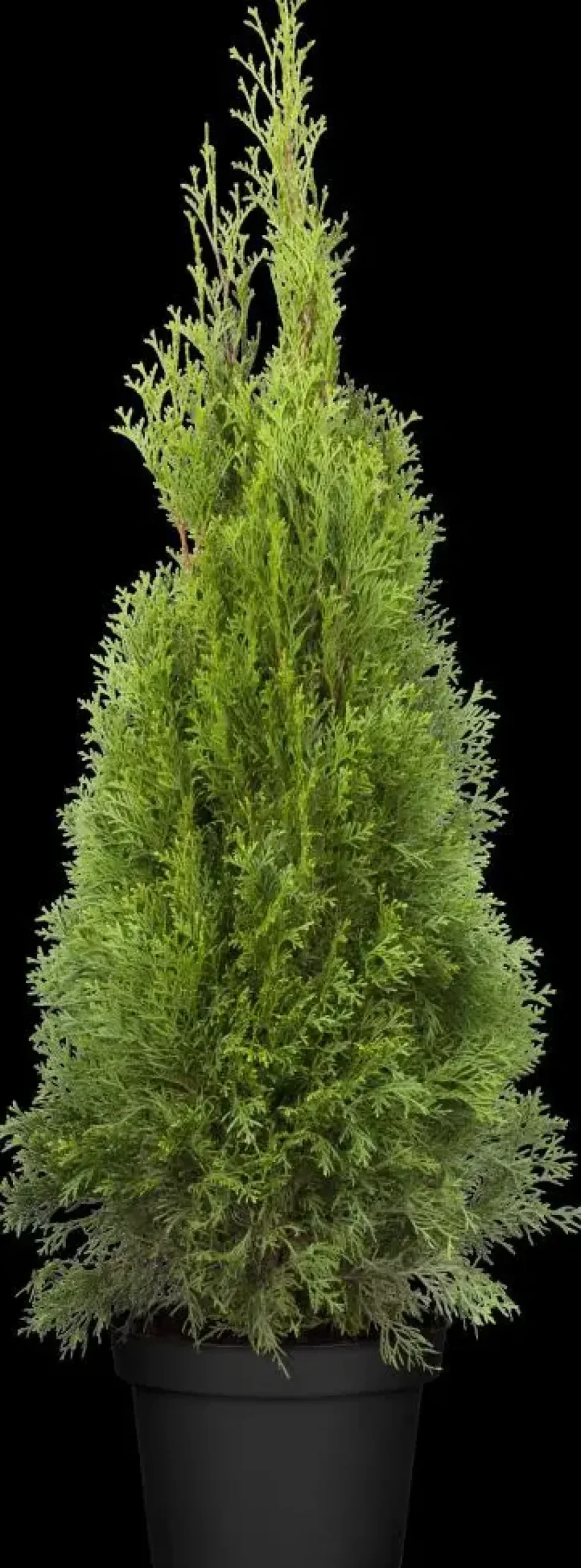 Thuja occidentalis 'Smaragd' (Westerse levensboom 'Smaragd')