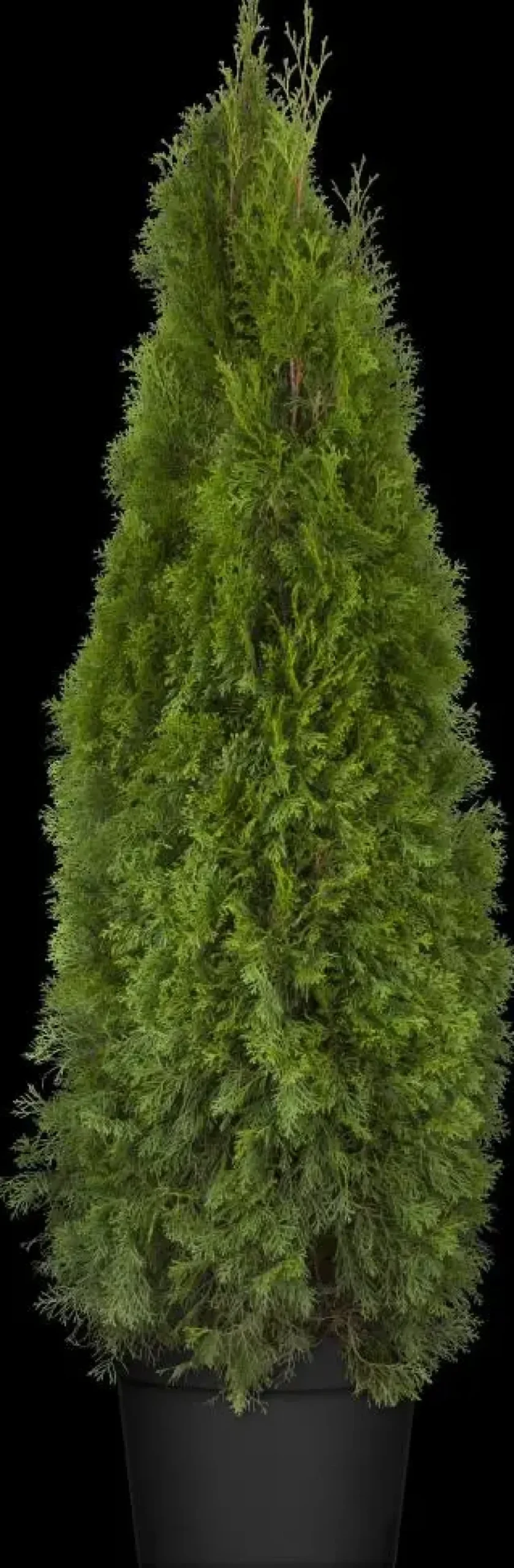 Thuja occidentalis 'Smaragd' (Westerse levensboom 'Smaragd')