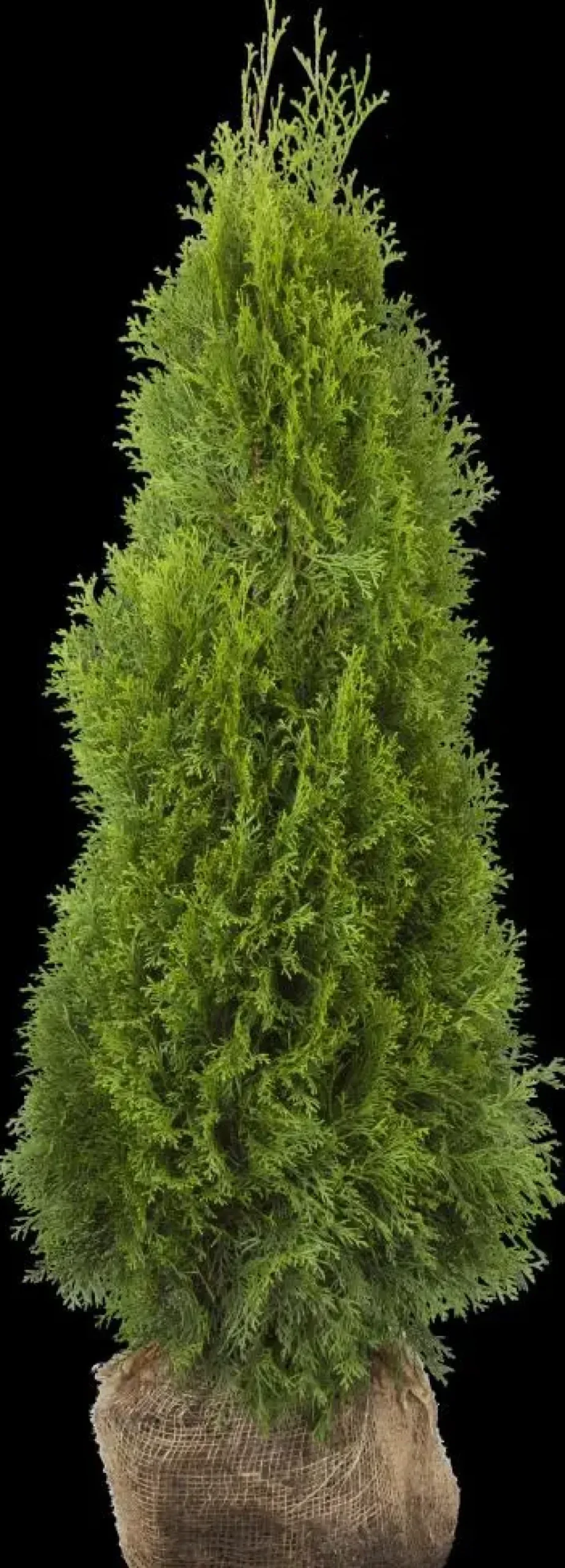 Thuja occidentalis 'Smaragd' (Westerse levensboom 'Smaragd')