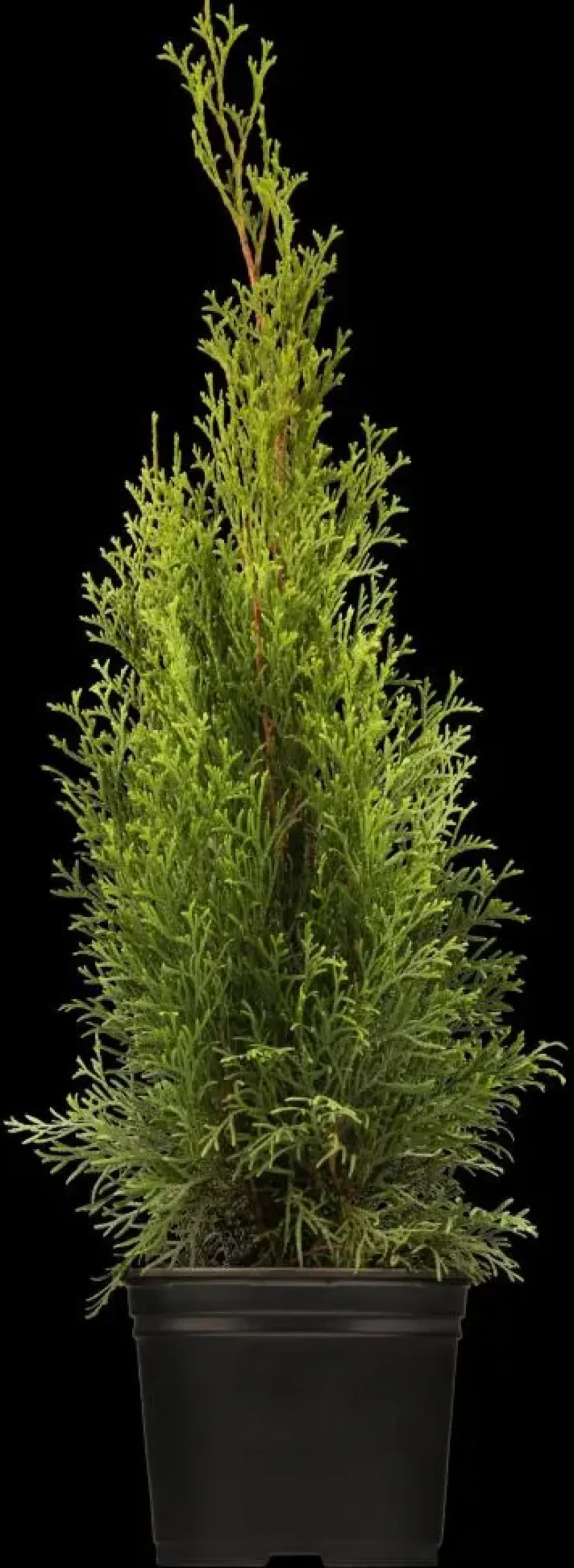 Thuja occidentalis 'Smaragd' (Westerse levensboom 'Smaragd')