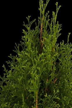 Thuja occidentalis 'Smaragd' (Westerse levensboom 'Smaragd')