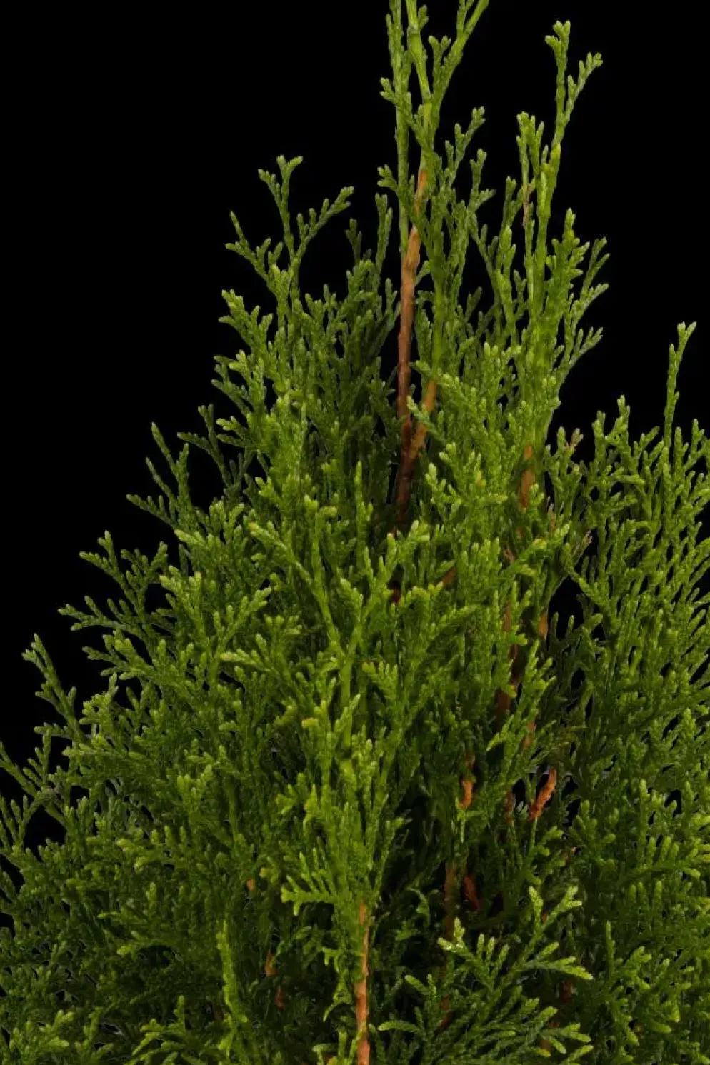 Thuja occidentalis 'Smaragd' (Westerse levensboom 'Smaragd')