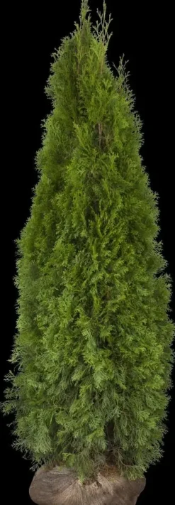 Thuja occidentalis 'Smaragd' (Westerse levensboom 'Smaragd')
