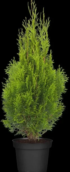Thuja occidentalis 'Smaragd' (Westerse levensboom 'Smaragd')