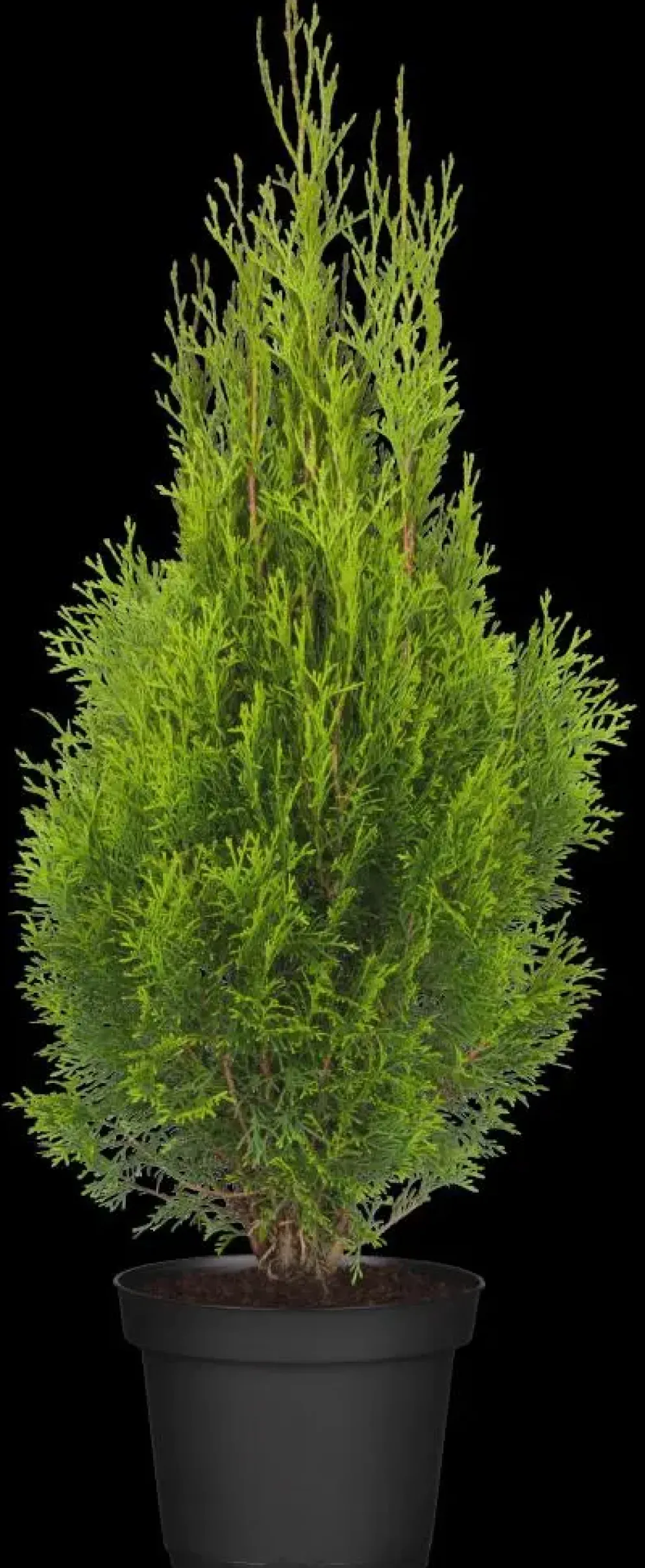 Thuja occidentalis 'Smaragd' (Westerse levensboom 'Smaragd')