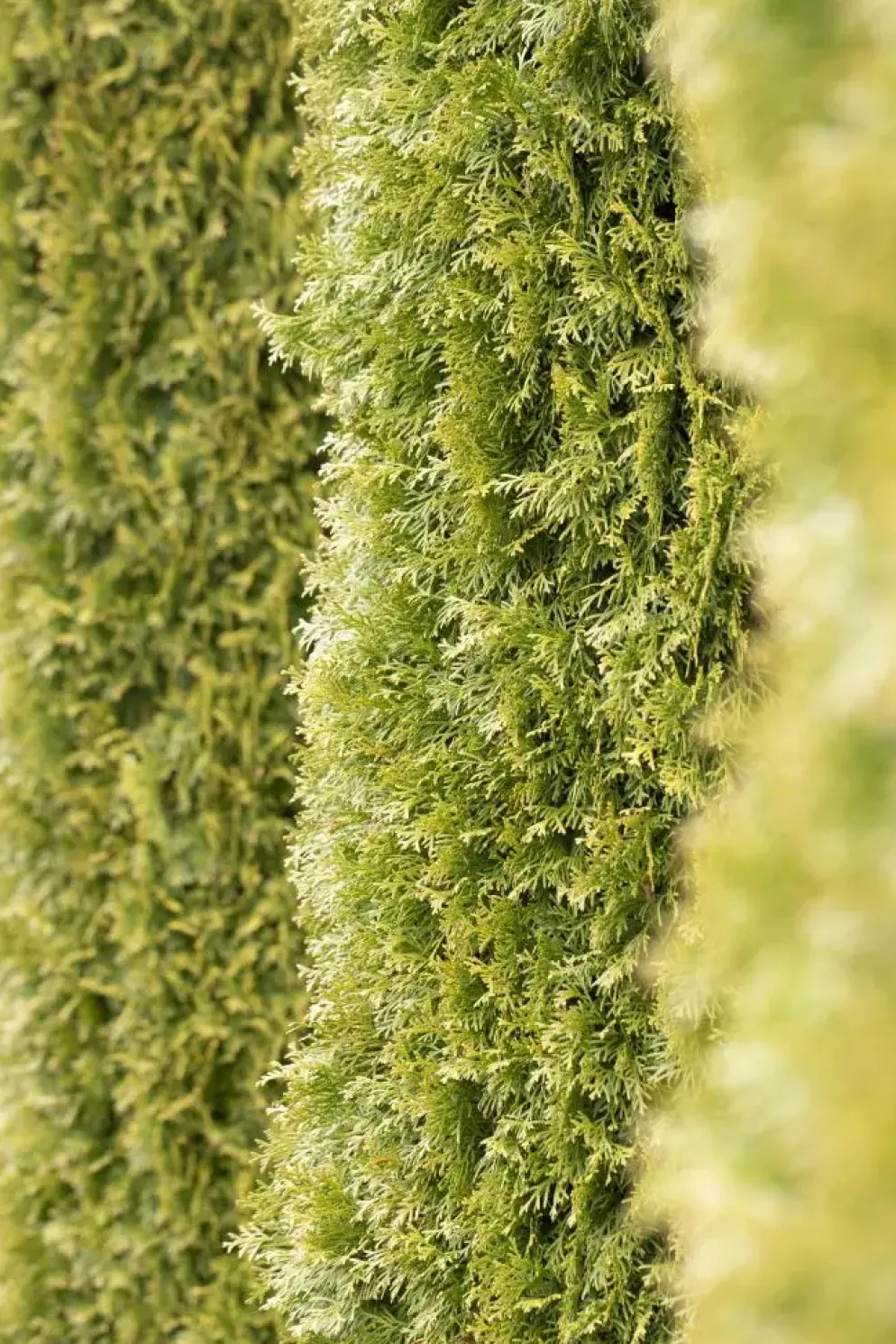 Thuja occidentalis 'Smaragd' (Westerse levensboom 'Smaragd')