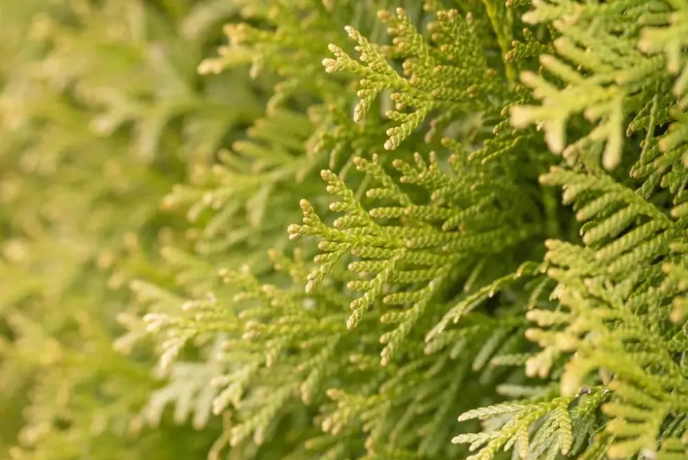 Thuja occidentalis 'Smaragd' (Westerse levensboom 'Smaragd')