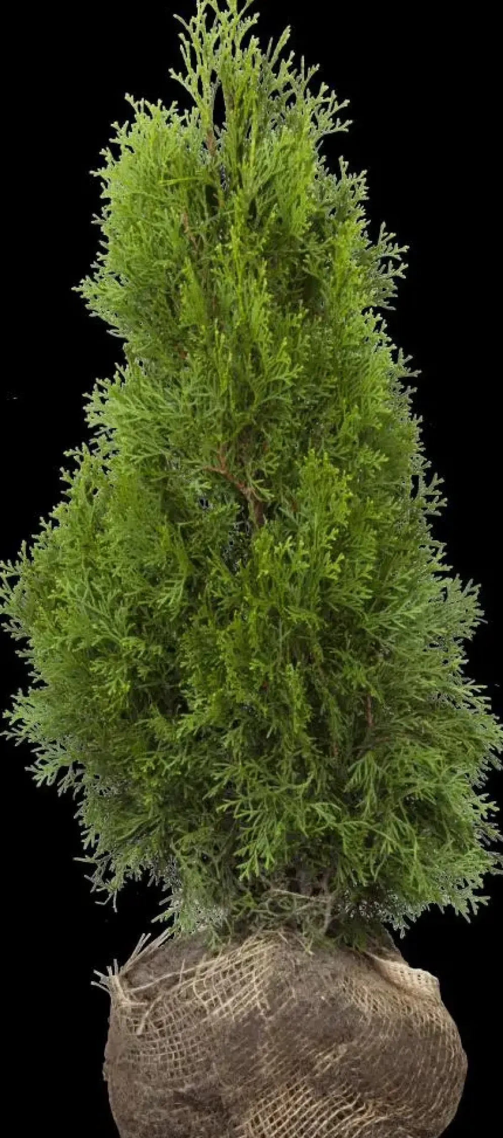 Thuja occidentalis 'Smaragd' (Westerse levensboom 'Smaragd')