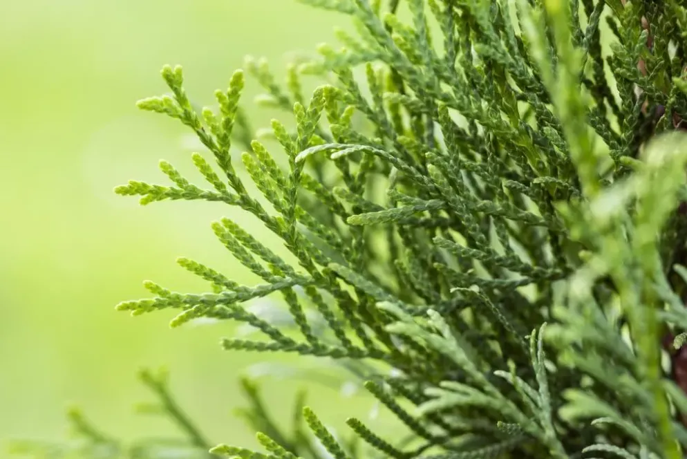 Thuja occidentalis 'Smaragd' (Westerse levensboom 'Smaragd')