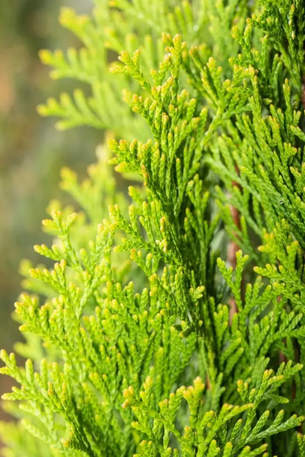 Thuja occidentalis 'Smaragd' (Westerse levensboom 'Smaragd')