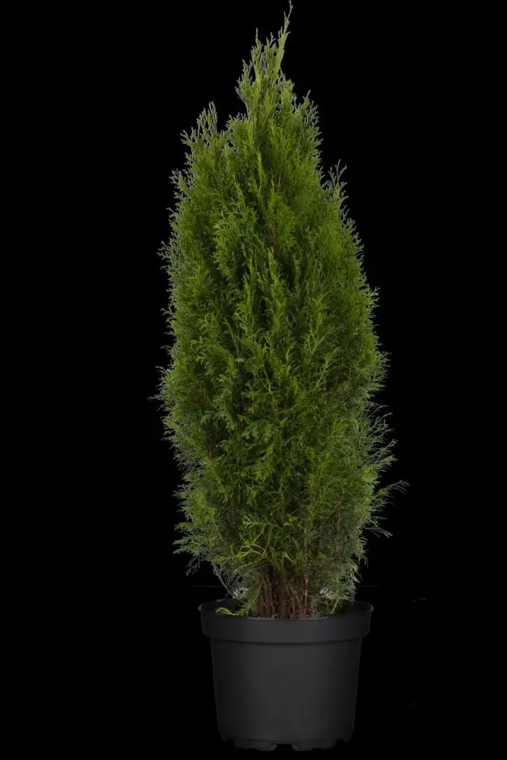 Thuja occidentalis 'Smaragd' (Westerse levensboom 'Smaragd')