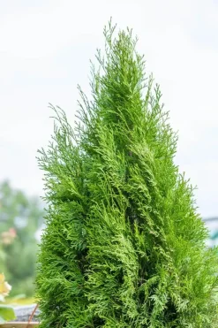 Thuja occidentalis 'Smaragd' (Westerse levensboom 'Smaragd')