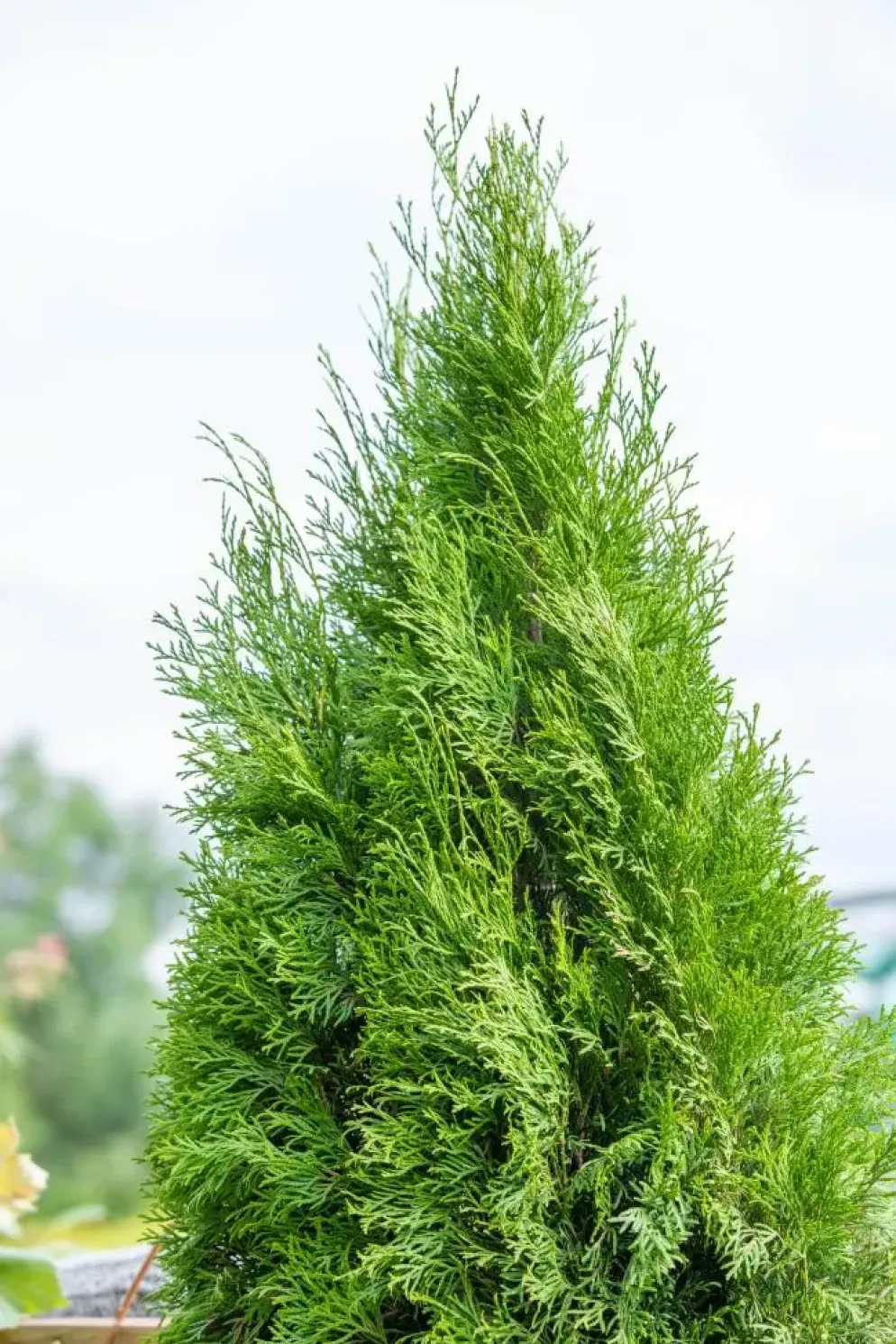Thuja occidentalis 'Smaragd' (Westerse levensboom 'Smaragd')
