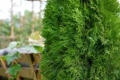 Thuja occidentalis 'Smaragd' (Westerse levensboom 'Smaragd')
