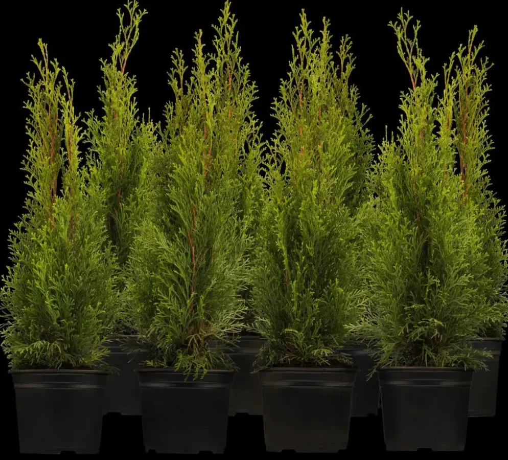 Thuja occidentalis 'Smaragd' (Westerse levensboom 'Smaragd')