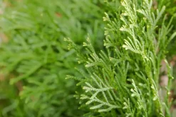 Thuja occidentalis 'Smaragd' (Westerse levensboom 'Smaragd')