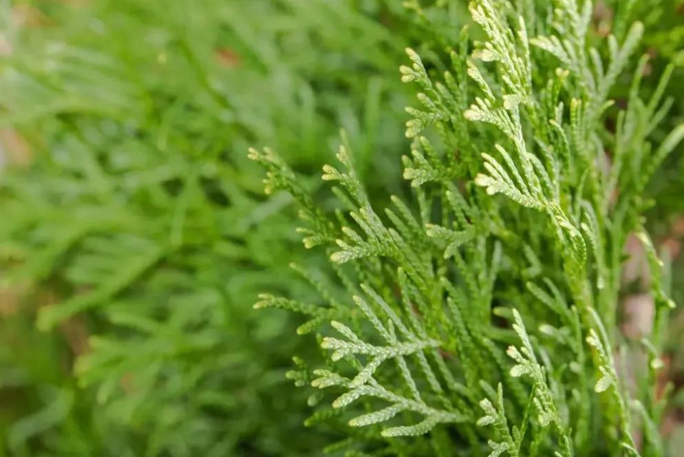 Thuja occidentalis 'Smaragd' (Westerse levensboom 'Smaragd')