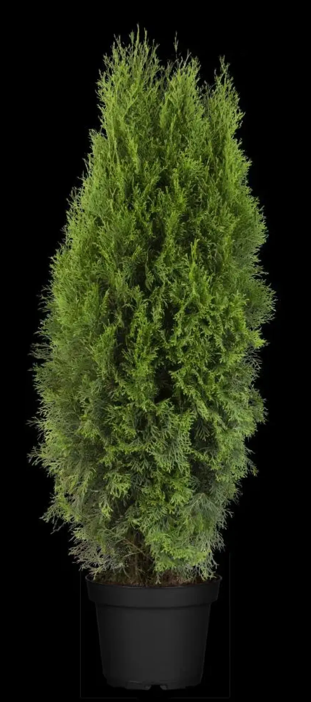 Thuja occidentalis 'Smaragd' (Westerse levensboom 'Smaragd')