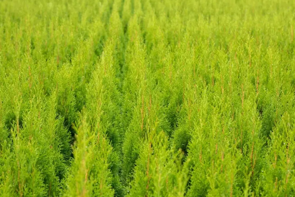 Thuja occidentalis 'Smaragd' (Westerse levensboom 'Smaragd')