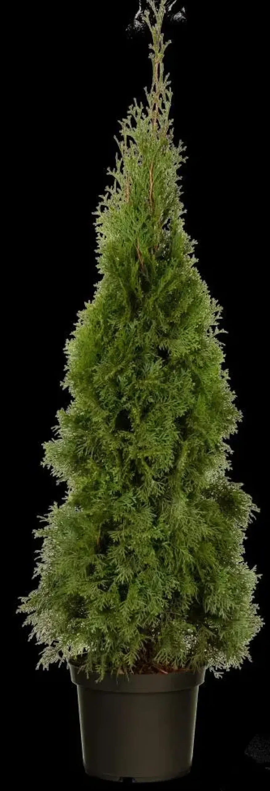 Thuja occidentalis 'Smaragd' (Westerse levensboom 'Smaragd')