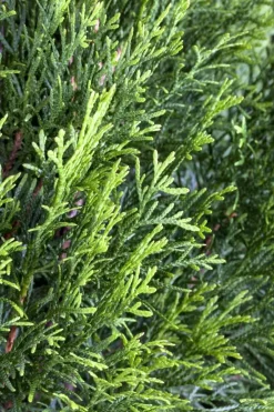 Thuja occidentalis 'Smaragd' (Westerse levensboom 'Smaragd')