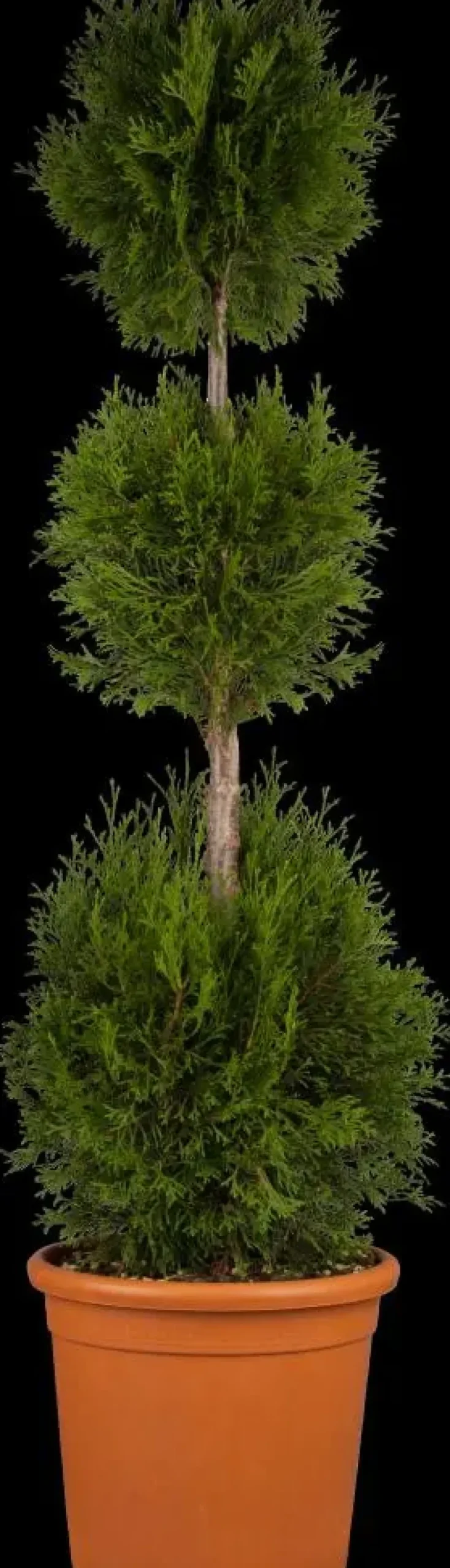 Thuja occidentalis 'Smaragd' (Westerse levensboom 'Smaragd')