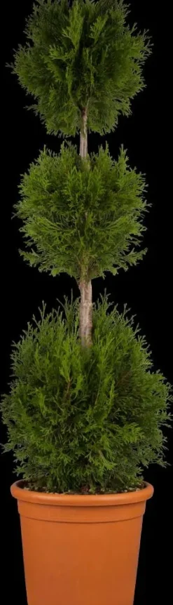 Thuja occidentalis 'Smaragd' (Westerse levensboom 'Smaragd')