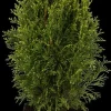 Thuja occidentalis 'White Smaragd' (Levensboom 'White Smaragd')