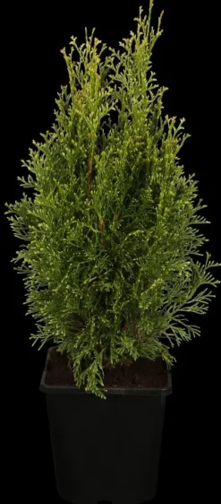 Thuja occidentalis 'White Smaragd' (Levensboom 'White Smaragd')