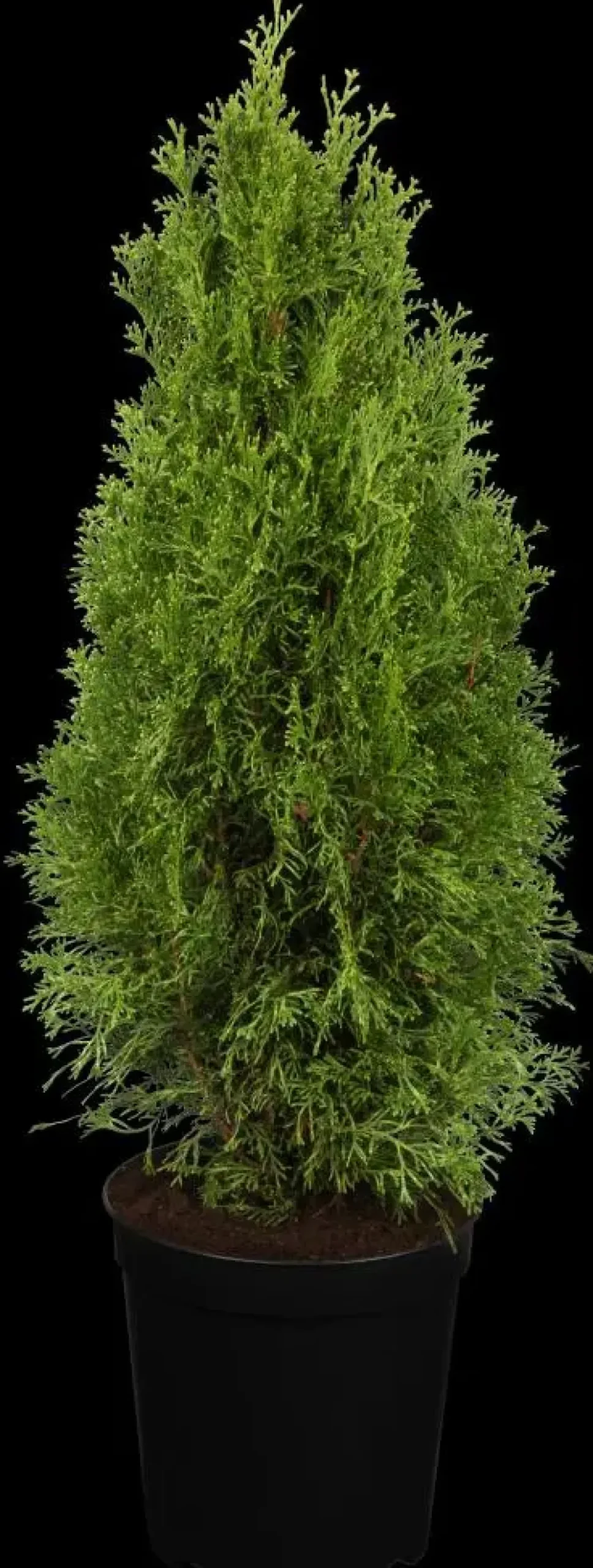 Thuja occidentalis 'White Smaragd' (Levensboom 'White Smaragd')