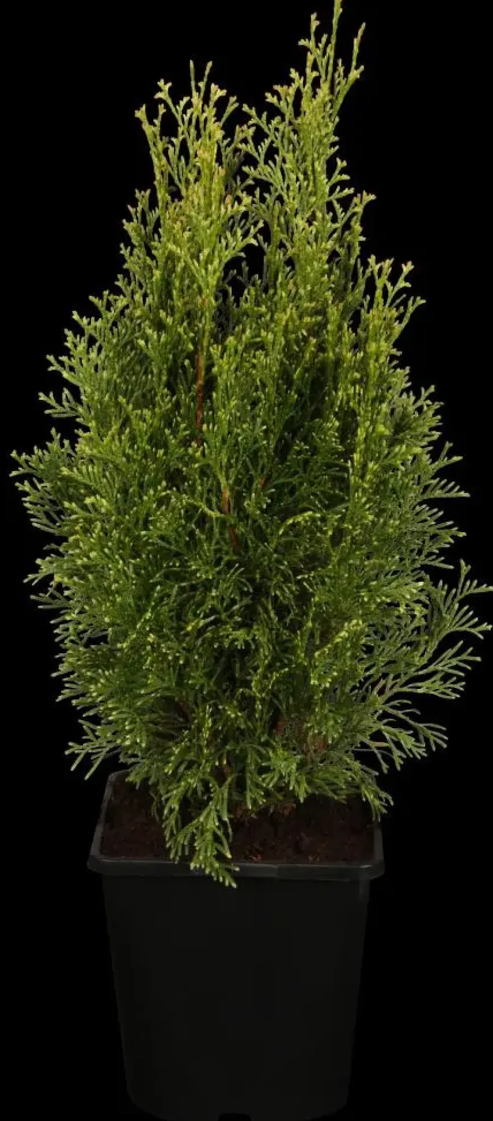 Thuja occidentalis 'White Smaragd' (Levensboom 'White Smaragd')
