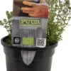 Thymus vulgaris 'Compactus' (Keukentijm) 15cm