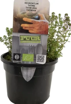 Thymus vulgaris 'Compactus' (Keukentijm) 15cm