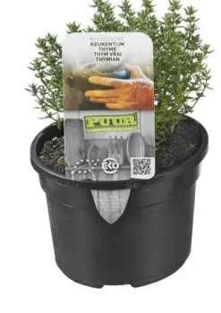 Thymus vulgaris 'Compactus' (Keukentijm) 15cm