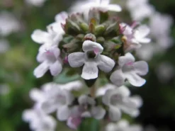 Thymus vulgaris 'Compactus' (Keukentijm) 15cm