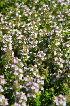 Thymus vulgaris 'Compactus' (Keukentijm) 15cm