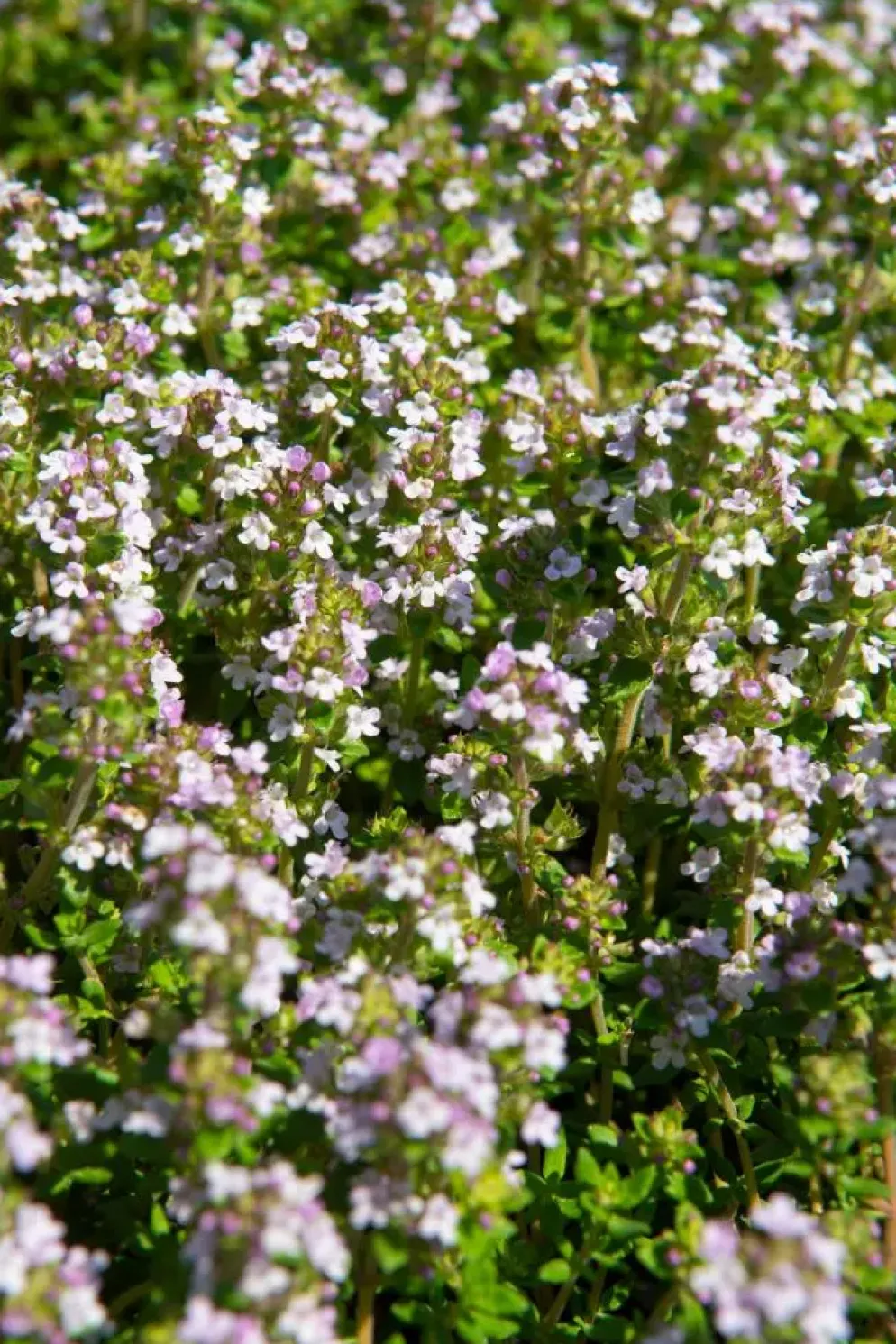 Thymus vulgaris 'Compactus' (Keukentijm) 15cm