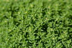 Thymus vulgaris 'Compactus' (Keukentijm) 15cm