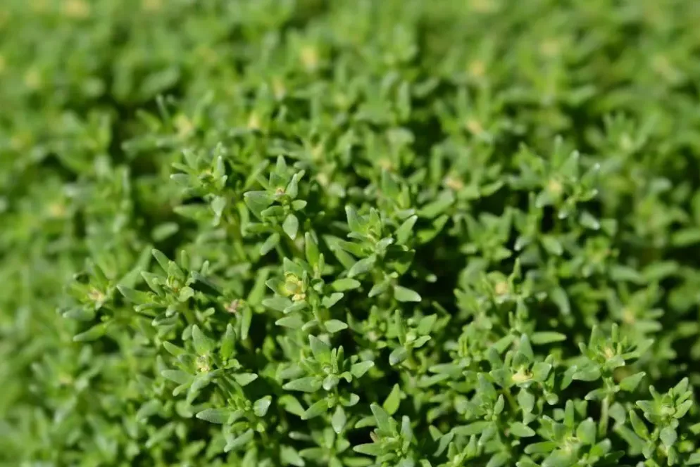 Thymus vulgaris 'Compactus' (Keukentijm) 15cm