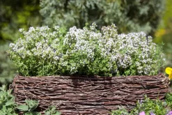 Thymus vulgaris 'Compactus' (Keukentijm) 15cm