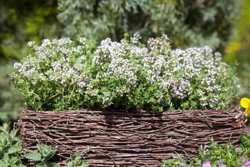 Thymus vulgaris 'Compactus' (Keukentijm) 15cm