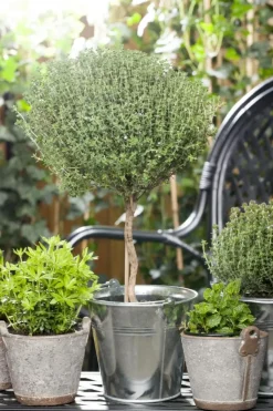 Thymus vulgaris 'Faustini' (Keukentijm)