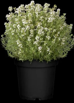 Thymus vulgaris 'Faustini' (Keukentijm)