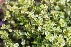 Thymus vulgaris 'Faustini' (Keukentijm)